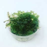 Moss Pelia Tanaman Aquascape Lumut - Hiasan Aquarium Akuarium porsi
