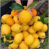 TERLARIS Bibit jeruk lemon california berbuah