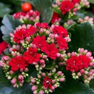 30 เมล็ดพันธุ์ Home Plant เมล็ด กุหลาบหินดอกซ้อน ไม้อวบน้ำ กุหลาบหิน Kalanchoe blossfeldiana Seed อัตราการงอก 80-85%