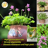 100% Original Lucky Clover Seed Flower Seeds (50 Seeds/pack) Rare 4 Leaf Clover Plants Bonsai Seeds