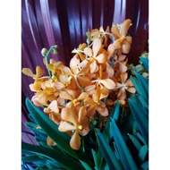 Mokara real live plant orchid bunga
