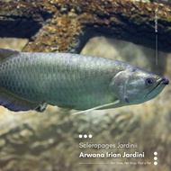 Ikan Predator Arwana Jardini Irian
