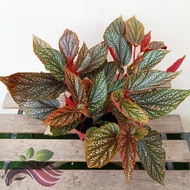 Begonia Collection Rare Plant by LS group