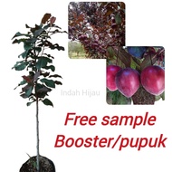Bibit Buah Plum | BUAH PLUM