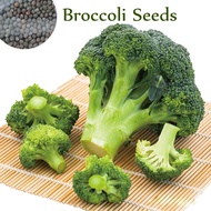 High Yield Variety Broccoli Seeds for Planting (200 Seeds Per Bag) Organic Vegetables Seeds Vegetabl