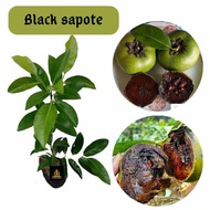 Bibit black sapote (kesemek hitam)/sawo puding coklat/sawo meksiko