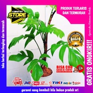 MONSTERA EKOR NAGA MONSTERA EKOR NAGA MURAH BIBIT MONSTERA EKOR NAGA BONGOL MONSTERA EKOR NAGA HARGA MONSTRA EKOR NAGA KEMBANG MONSTERA EKPR NAGA TANAMAN ASLI BISA COD BAYAR DITEMPAT MAM JYS HERBAL