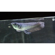 Fishgoshop - Arwana Silver Red / Brazil 10-12 Cm