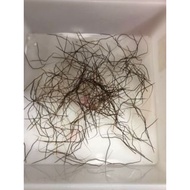 GRED AAA [20 PCS] B.P ASLI/AKAR/BULU/PERINDU/SANJEEVI VER