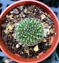 翠晃冠綴化 3寸盆 仙人掌 翠晃冠變種 實生 多肉植物