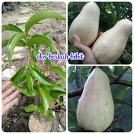 BIBIT MURAH JAMBU JAMAIKA PUTIH🌱 Bibit Berkualitas Unggul Kondisi Juga Subur Sehat Dan Siap Tanam -A
