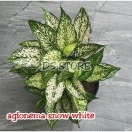 01 Aglonema Murah Tanaman Hias Aglonema Tanaman Aglonema Tanaman Hias