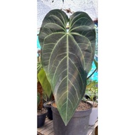 tanaman hias anthurium black mamba jumbo qxlnsh 0491sa