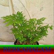 Tanaman hias  Cakar Ayam/cakar ayam herbal