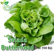 ±100 biji benih selada butterhead_bibit sayuran_bibit selada