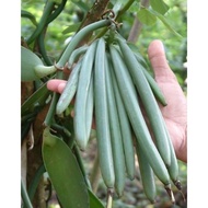 pokok vanilla (cutting vanilla)pokok vanilla matang(beli 5 percuma 1)