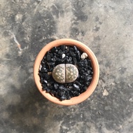 [LITHOPS] Lithops dorotheae in mini pot 丽虹 生石花