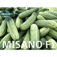Benih Timun Misano F1(Torpido F1) *30pcs ~ 5gm Seeds* | Hybrid Cucumber Seeds