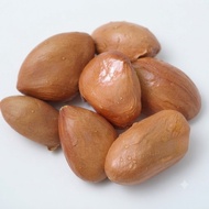 1pc Biji Benih Durian Duri Hitam (Ochee/D200) / Black Thorn Durian Seed/Black Thorn 榴莲种子