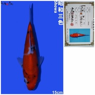 Ikan Koi Import Jenis Showa Farm ISA Jepang 15cm Koi Showa Import
