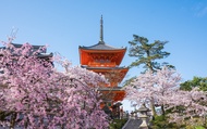 Kyoto & Uji World Heritage One-Day Tour: Kinkaku-ji Temple & Kiyomizu-dera Temple & Byodo-in Temple 