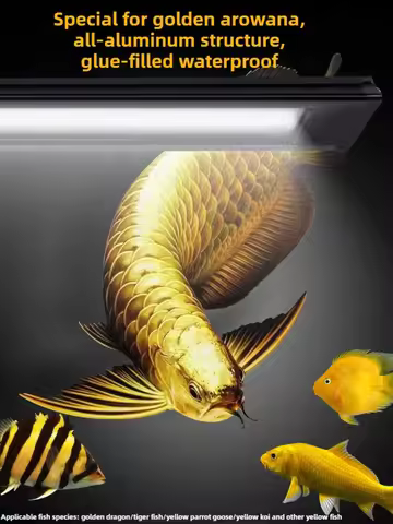 75W Aquarium LED Light Full Spectrum Yellow White Arowana Tanning Light for Golden Arowana Yellow Ko