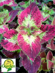 Mayana Coleus Dipt in Wine (Rare Mayana) with FREE garden soil (Outdoor Plant, Real Plant, Live Plant and Limited Stock)