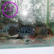 IKAN LOUHAN / LOUHAN KAMFA F3 ORI THAILAND / KAMFA F3 MENOR&CROSSHEAD