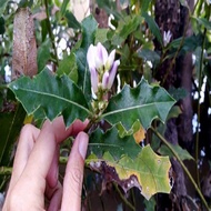 TPV- Cây Ô Rô Nước Có Gai Hoa Trắng Khô Nhà Làm 01KG