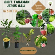 Bibit Tanaman Pohon Jeruk Bali Bibit Jeruk Bali Tanaman Jeruk Bali