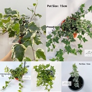 🌱Hanging plant🌱常春藤🌱Ivy🌱English Ivy🌱Burga gantung🌱indoor plant🌱outdoor plant🌱Ready stock🚚🚚🚚