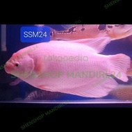 Terlaris Ikan Hias Gurame Albino/Padang Jumbo 30-35cm Istimewa