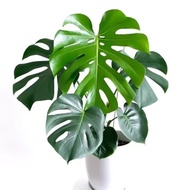 Monstera King - Monstera Deliciosa