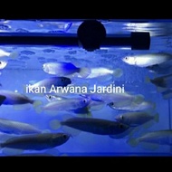 ikan Arwana Jardini / Arwana irian ( 12 ) cm