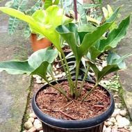 anthurium brownii / anthurium corong