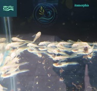 Albino Brushmouth Slayer pleco size +/- 3cm/ sapu pleco L144 1 ekor