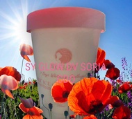 SY Glow Ice Cream Lotion