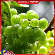 Anak Pokok Anggur Hijau Manis Pokok Premium Lebat Berbuah Import Dari Thailand