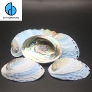 Blue Abalone Shells - Decorative Abalone Shells in many sizes - Beautiful Abalone Shells