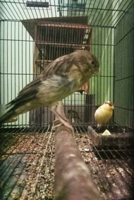 burung kenari F1ys bahan jantan