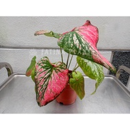 Caladium Red Chamber [ LIVE Indoor Plant ] [ Desk Plant ] [ Centerpiece Plant ] [Aroid]