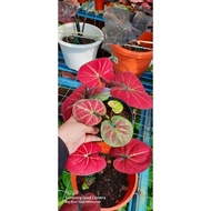 pokok keladi id thailand