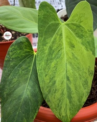 Anthurium papiilillaminum variegata 5daun real pict