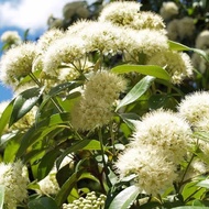 TKP, Backhousia Citriodora,檸檬香桃木,Lemon Myrtle , Herbs Plant, Pokok Herbal ,Serai Pedas ,Real Live Pl