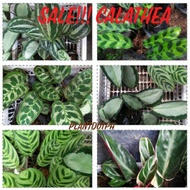 Sale!!!Calathea Pink Stripe,Triostar,Gray Star,Zebrina,Picturata &amp; more available live plants