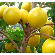 Abiu Plant (Pokok )🌱 Pouteria caimito ต้นเอบิว อะบิว ,COD Not Available ‼️