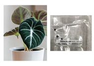 alocasia black velvet reginula plant indoor aroid seeds