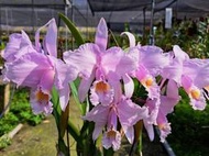 珍稀原生蘭C. schroederae (日本進口~極會開花~帶3梗花鞘)整叢2路