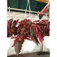 Begonia 'Arabian sunset'/Hanging Plant/Indoor Plants