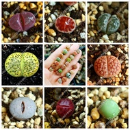 200pcsbag rare succulent planter seeds mix lithops seeds Pseudotruncatella Living Stone bonsai